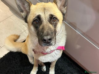 Mixed Breed dogs for sale: German Shepherd x Akita puppies - 4 females left - Advert 1