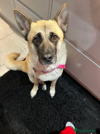 Mixed Breed dogs German Shepherd x Akita puppies - 4 females left - Advert 10