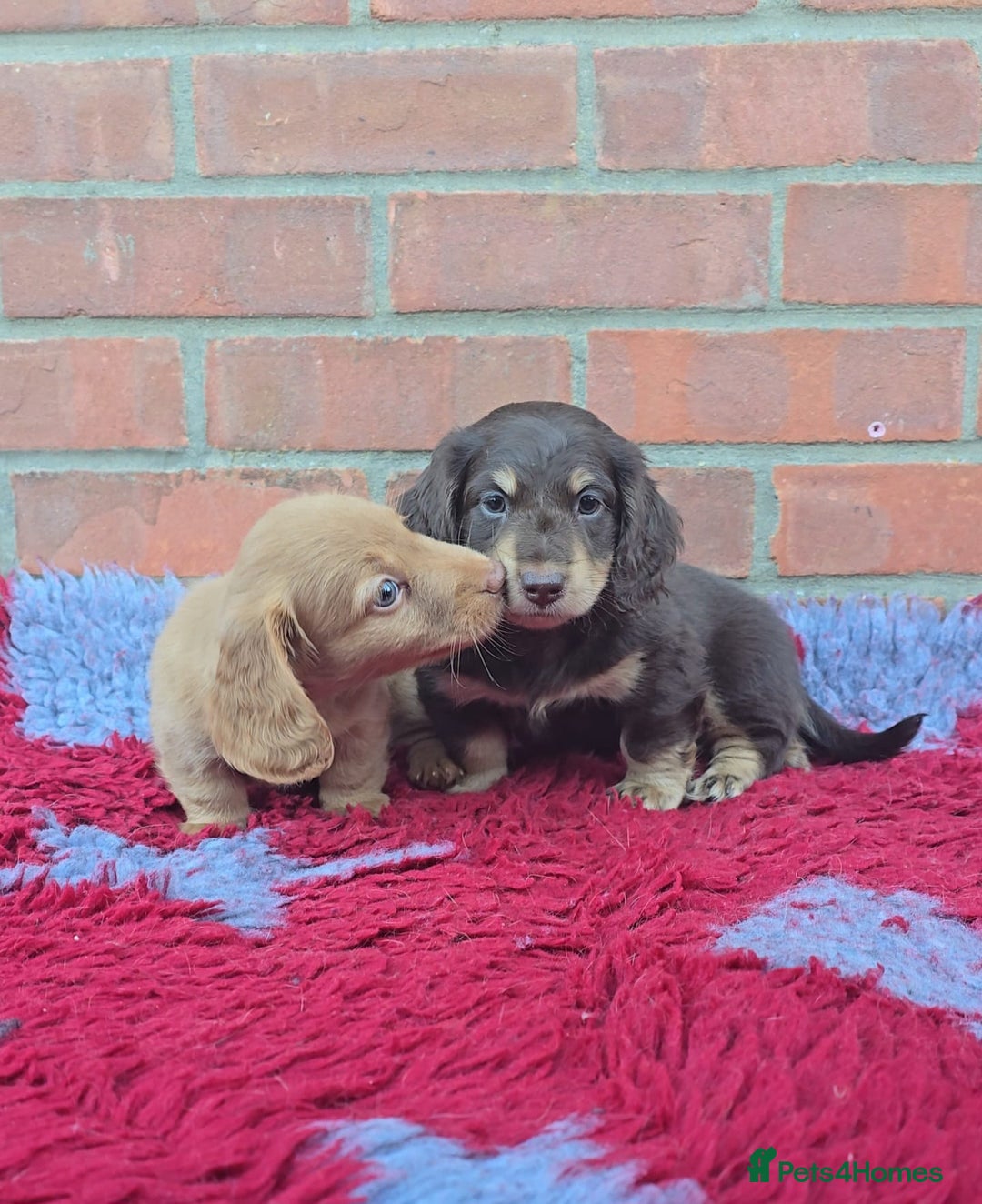 Miniature Dachshund dogs for sale: BEAUTIFUL CREAM LONG HAIR WITH ALL DNA - Advert 2