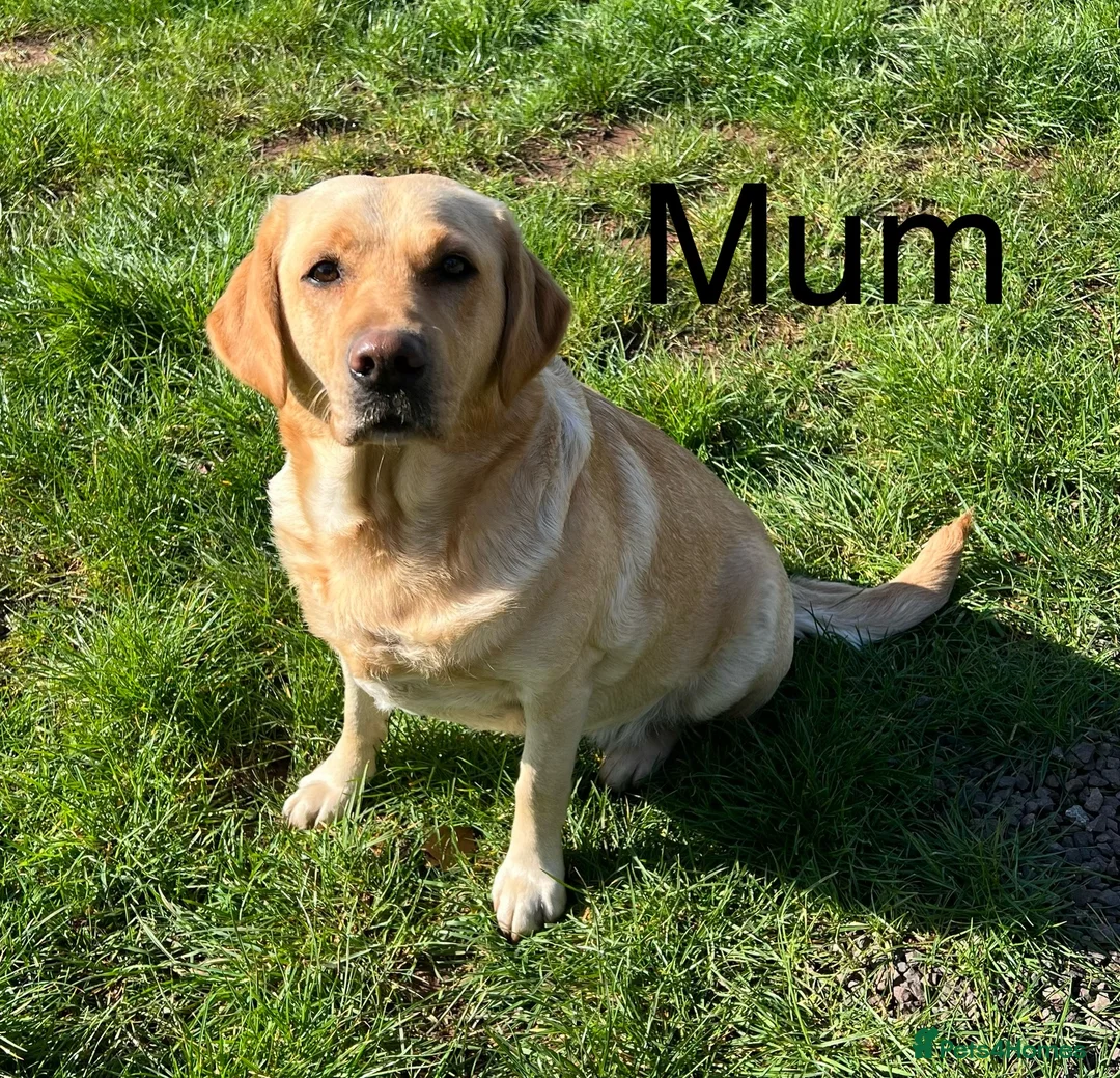 Labrador Retriever dogs for sale: READY TO GO Fox Red Labrador Puppies in Cheddar - Advert 6