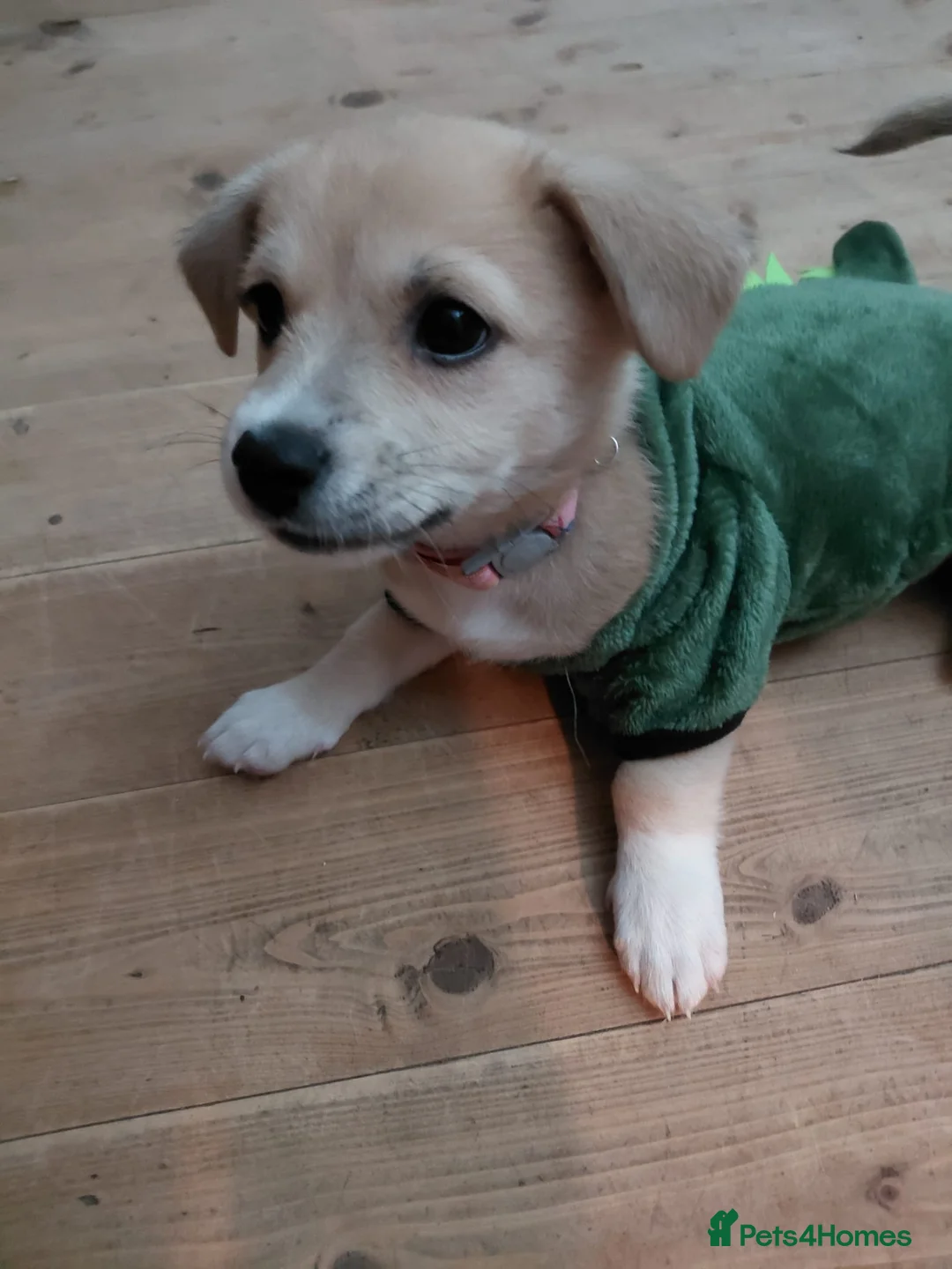 Mixed Breed dogs for adoption: 🌸Little HARA🌸- gentle, grateful and full of love - Advert 26