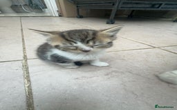Persian cats for sale: Persian Chinchilla X Kittens - Image 5