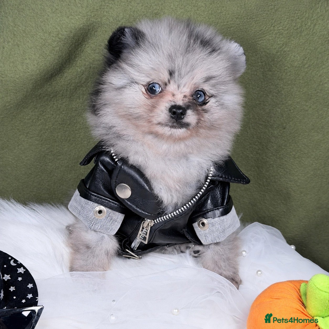 Pomeranian dogs BEAUTIFUL TEDDY FACE POMERANIAN PUPPIES KC ❤️✨ - Advert 2