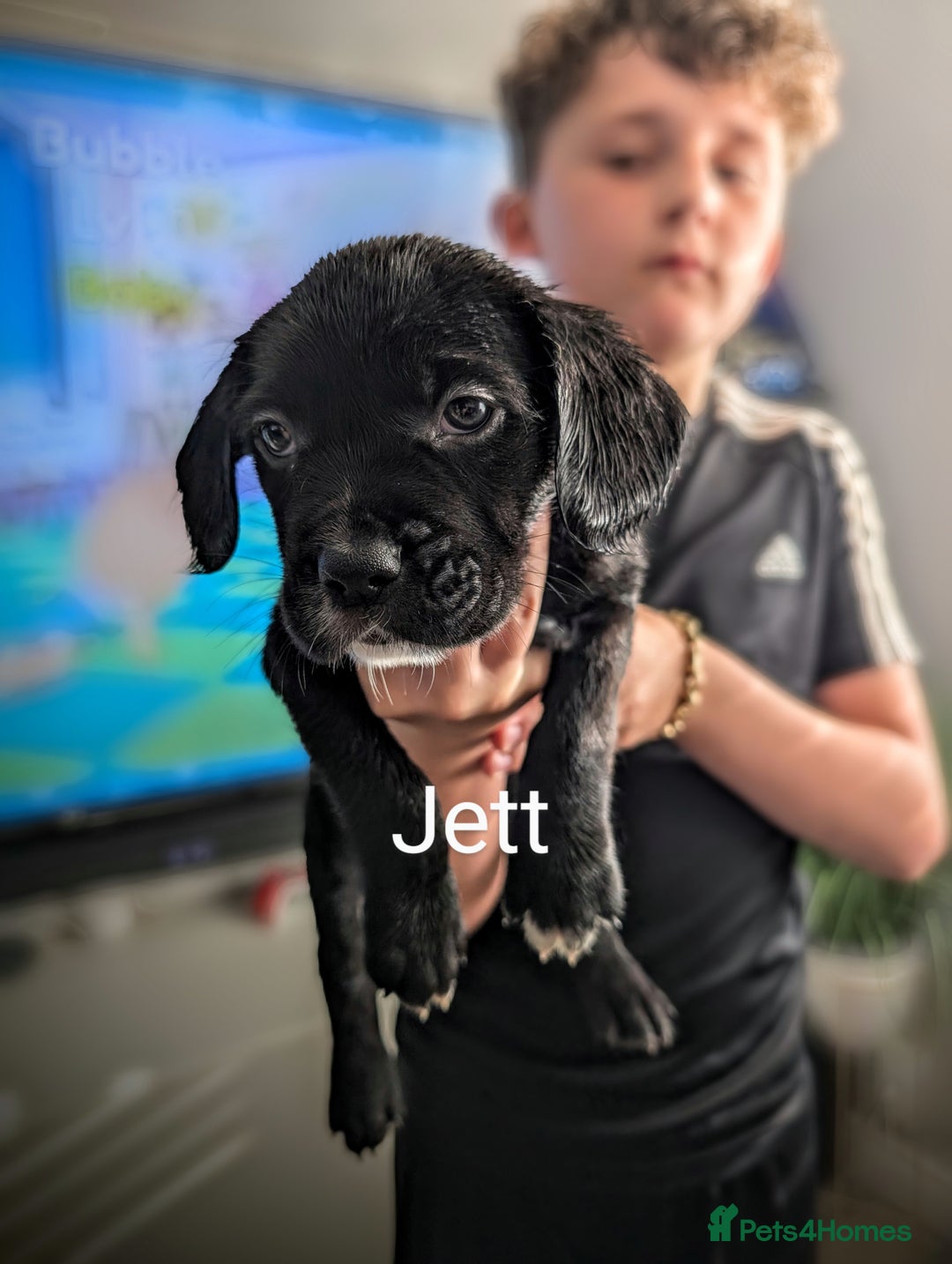 Mixed Breed dogs for sale: Cane corso cross  - Image 11