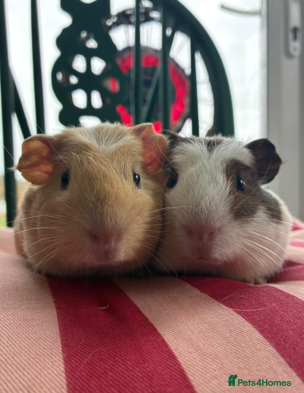 Guinea Pig rodents Baby guinea pigs for sale  - Advert 20