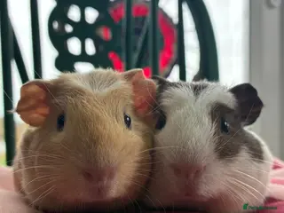 Guinea Pig rodents Baby guinea pigs for sale - Advert 18