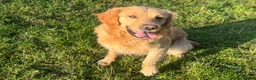 Golden Retriever dogs for sale: Beautiful Male Golden Retriever  - Advert 2