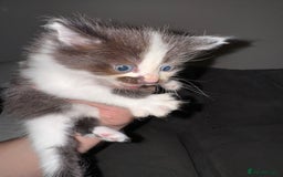 British Shorthair cats for sale: 3 x adorable kittens  - Image 4
