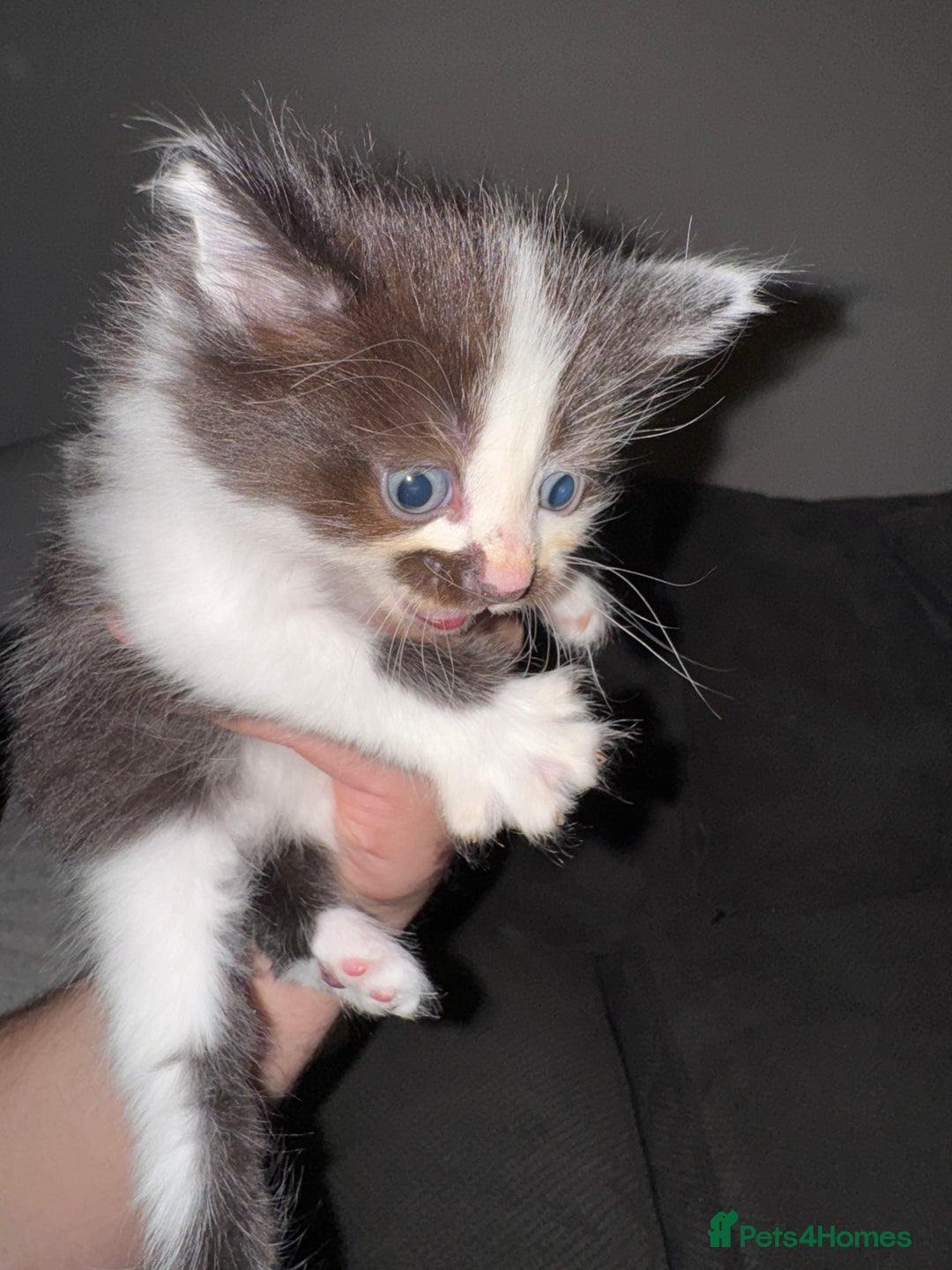 British Shorthair cats for sale: 3 x adorable kittens  - Image 4
