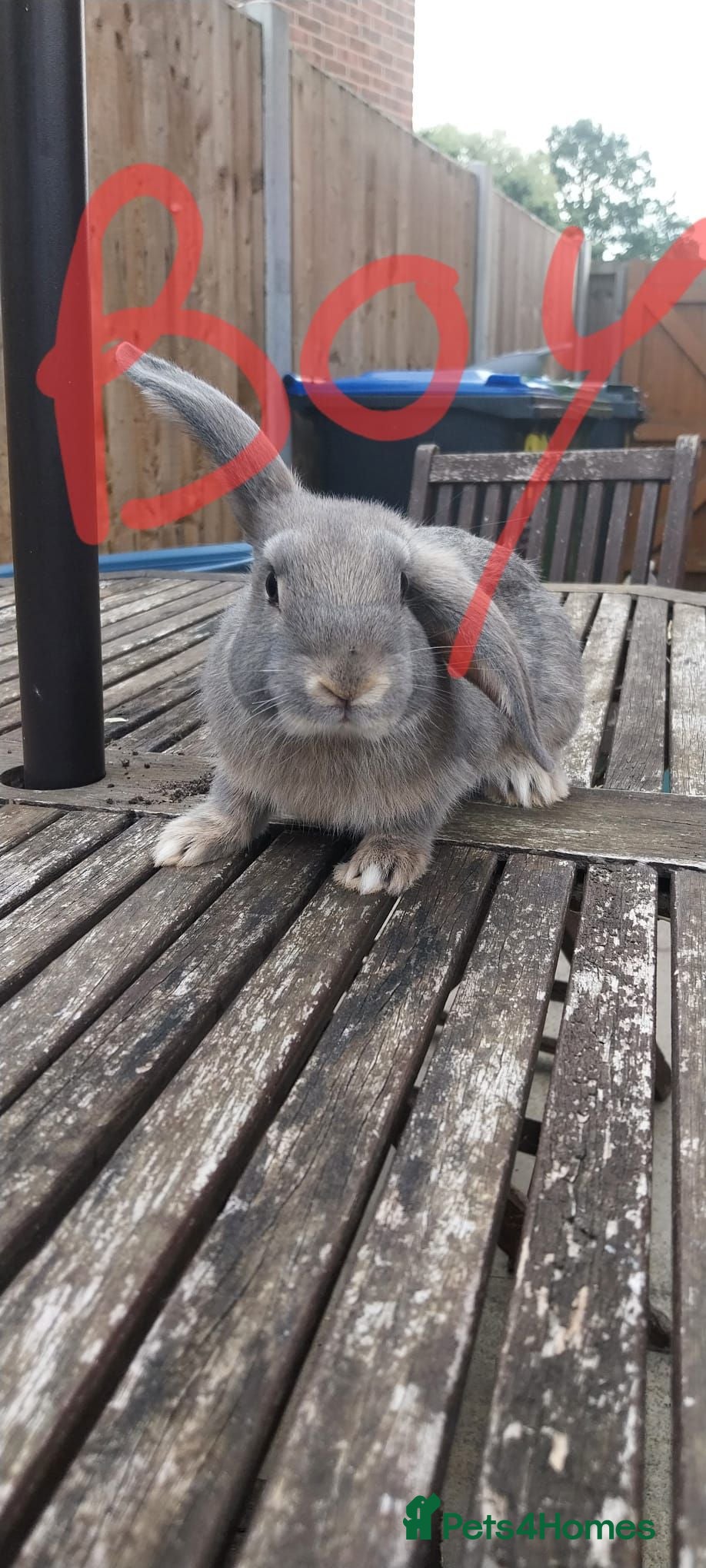 Mini Lop rabbits Stunning Mixed Mini lop rabbit  - Advert 1