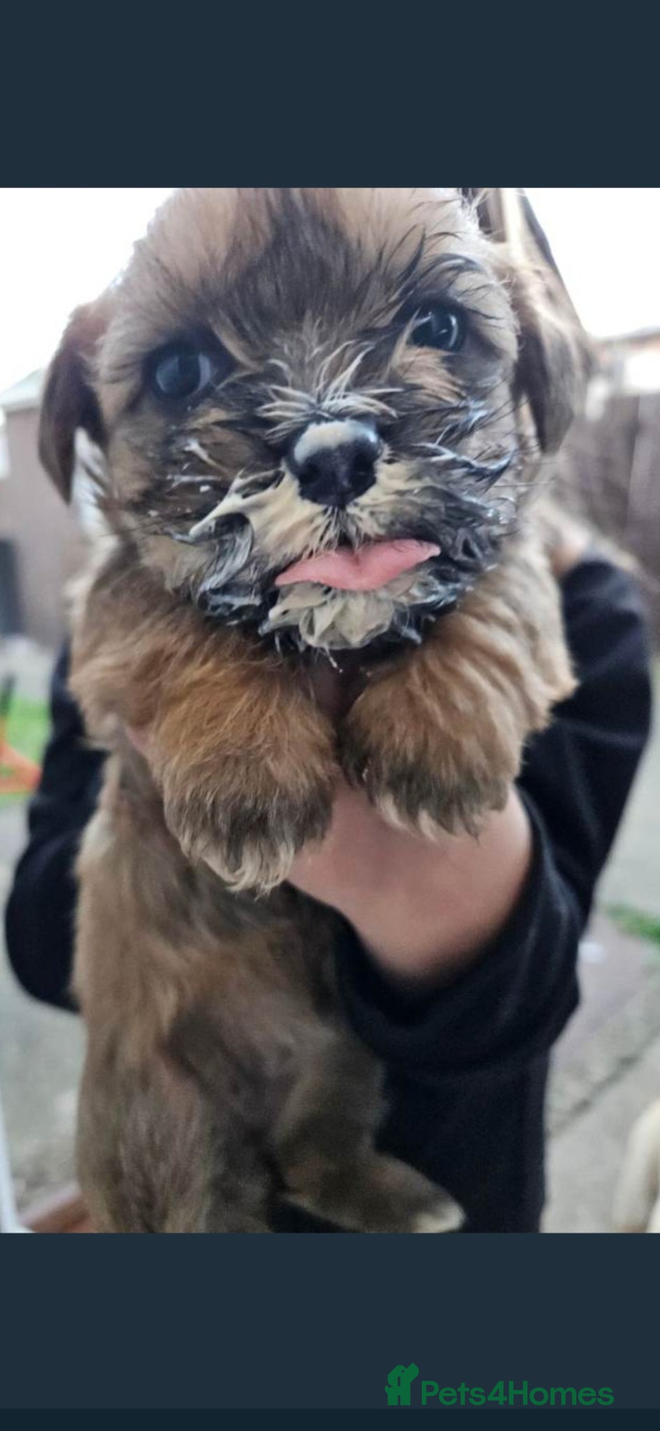 Mixed Breed dogs Cocker spaniel cross puppies - Advert 2