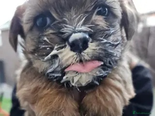 Mixed Breed dogs Cocker spaniel cross puppies - Advert 2