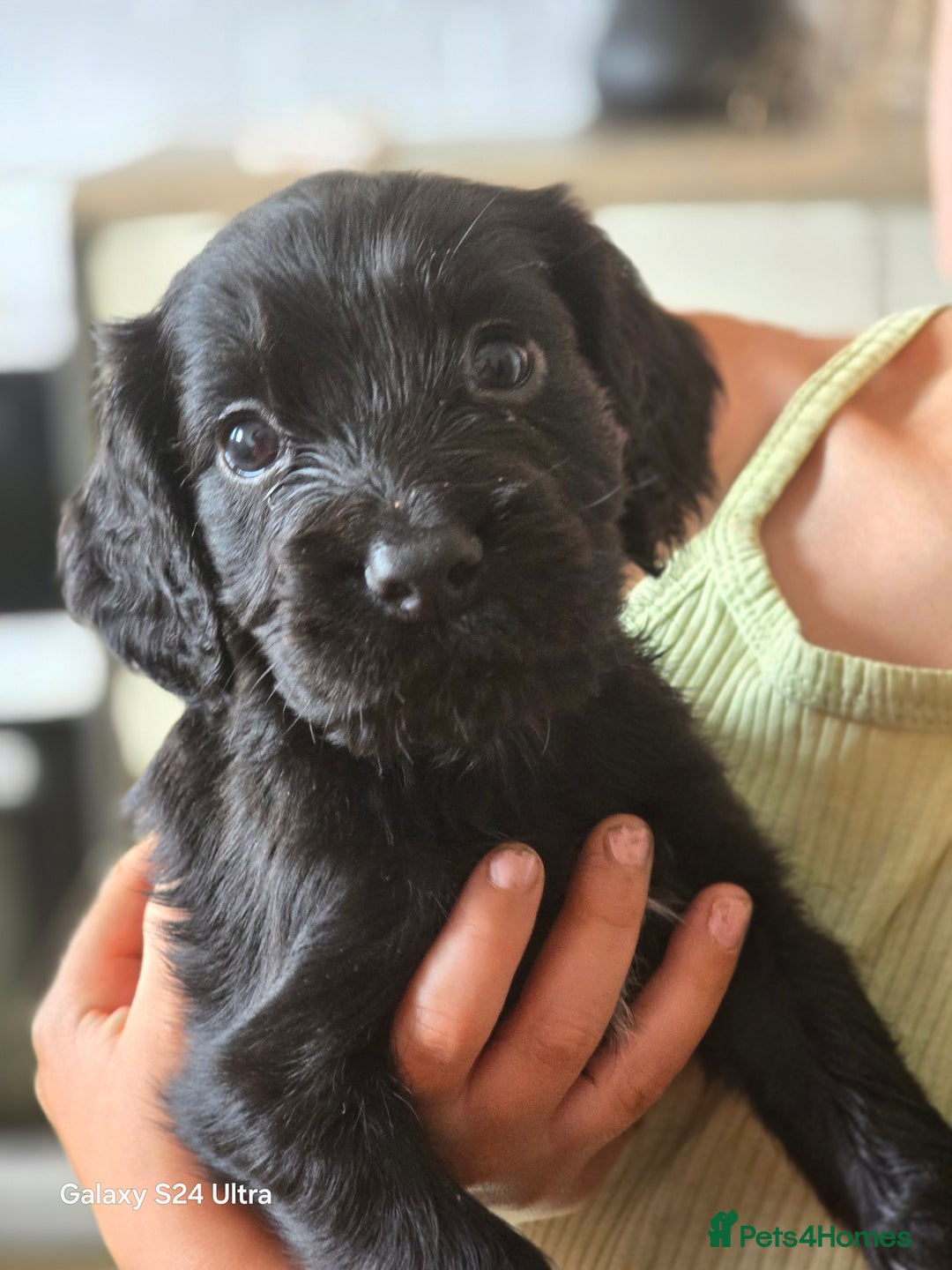 Cocker Spaniel dogs for sale: Cocker spaniel puppies 🐶  - Image 4