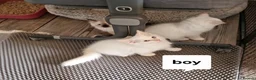 Ragdoll cats for sale: Beautiful pure Ragdool ready for loving home  - Advert 6