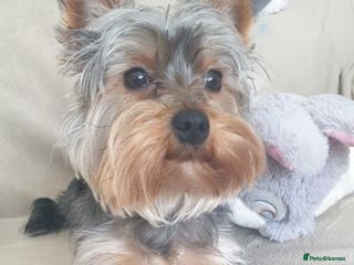 Yorkshire Terrier dogs Gorgeous TINY Yorkie Boy for STUD! in Dudley - Advert 7