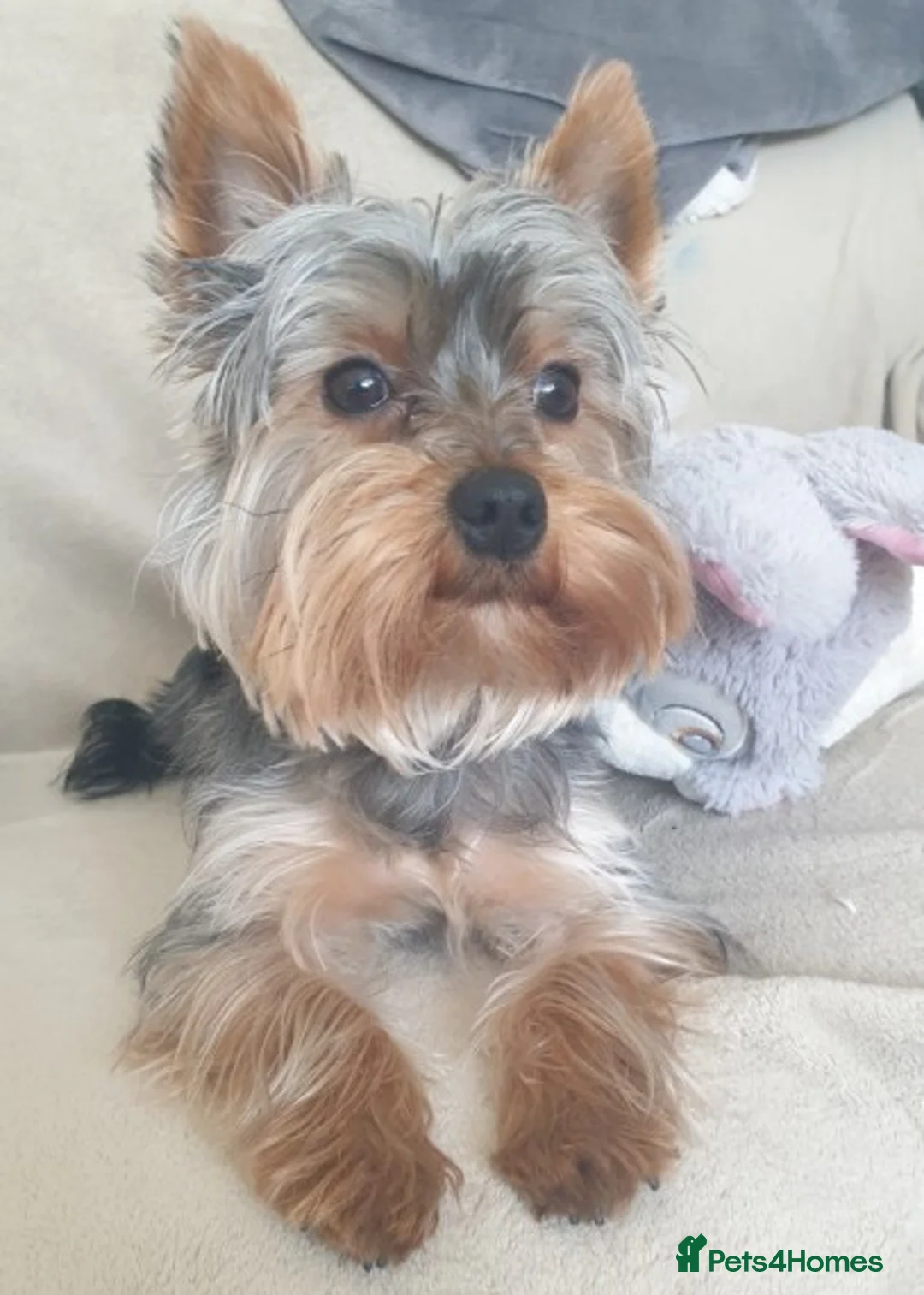 Yorkshire Terrier dogs for stud: Gorgeous TINY Yorkie Boy for STUD! in Dudley - Advert 1