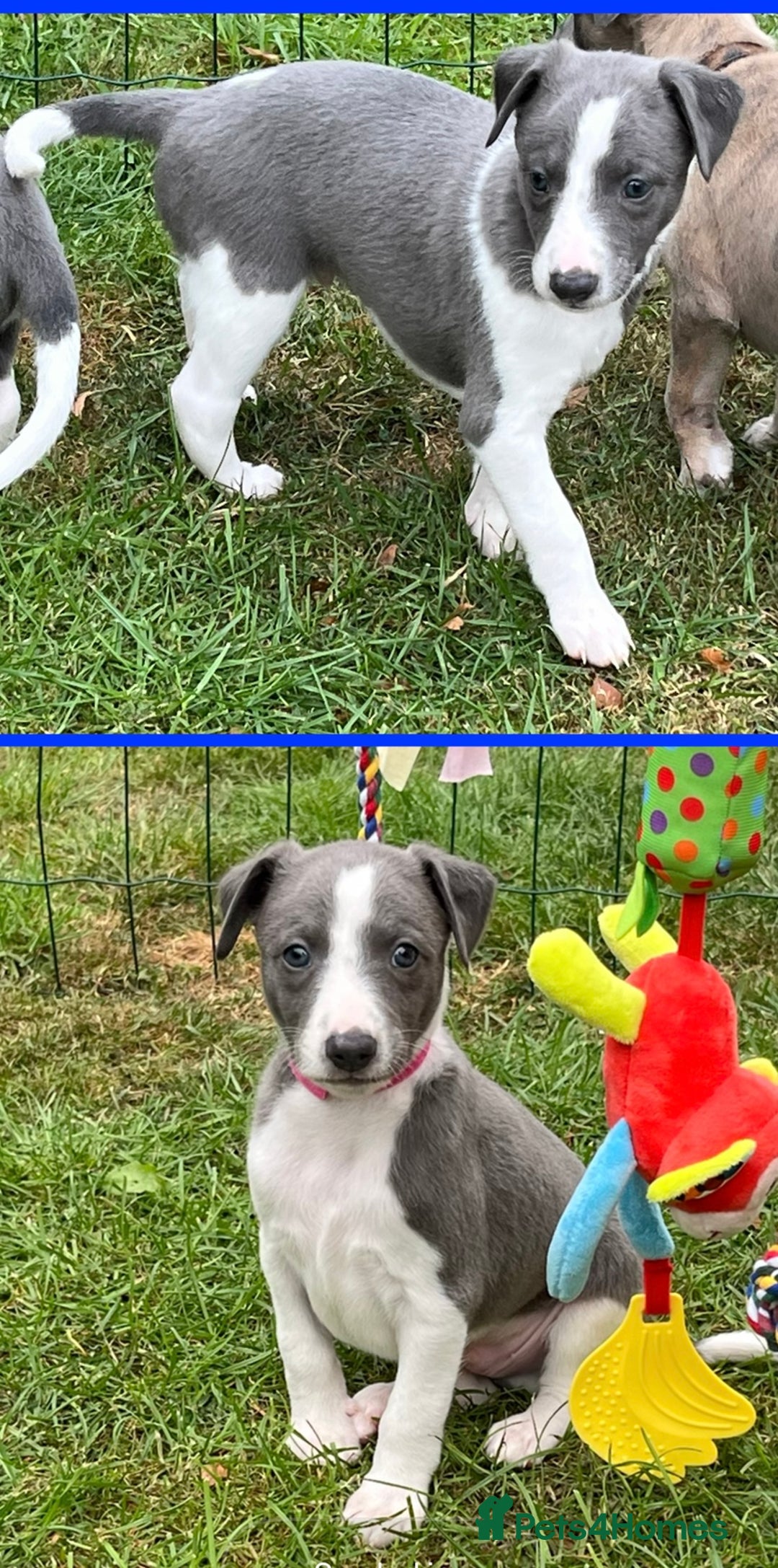 Whippet dogs for sale: Whippet puppies  - Image 35