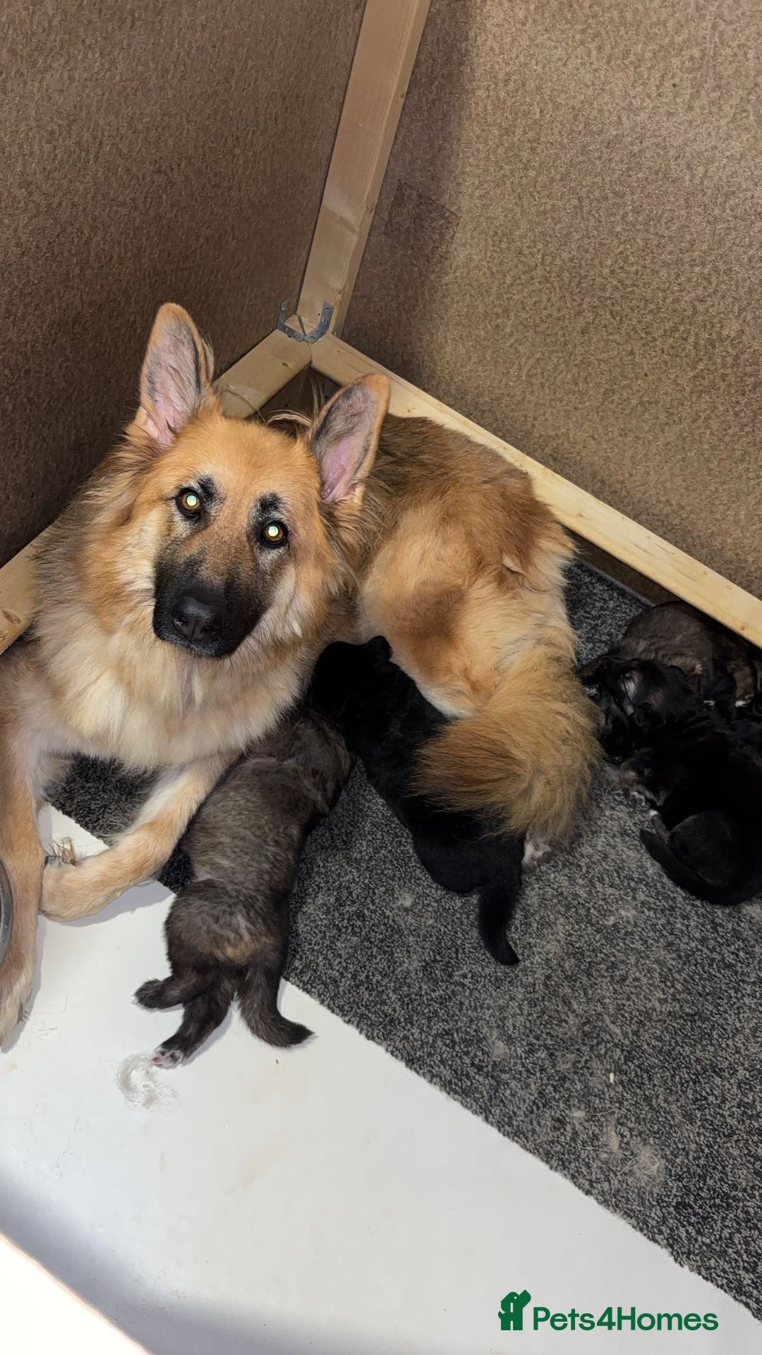 German Shepherd dogs for sale: German shepherd puppies  - Image 11