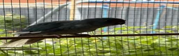 Budgerigars birds for sale: Kakarikis young pair  - Advert 4