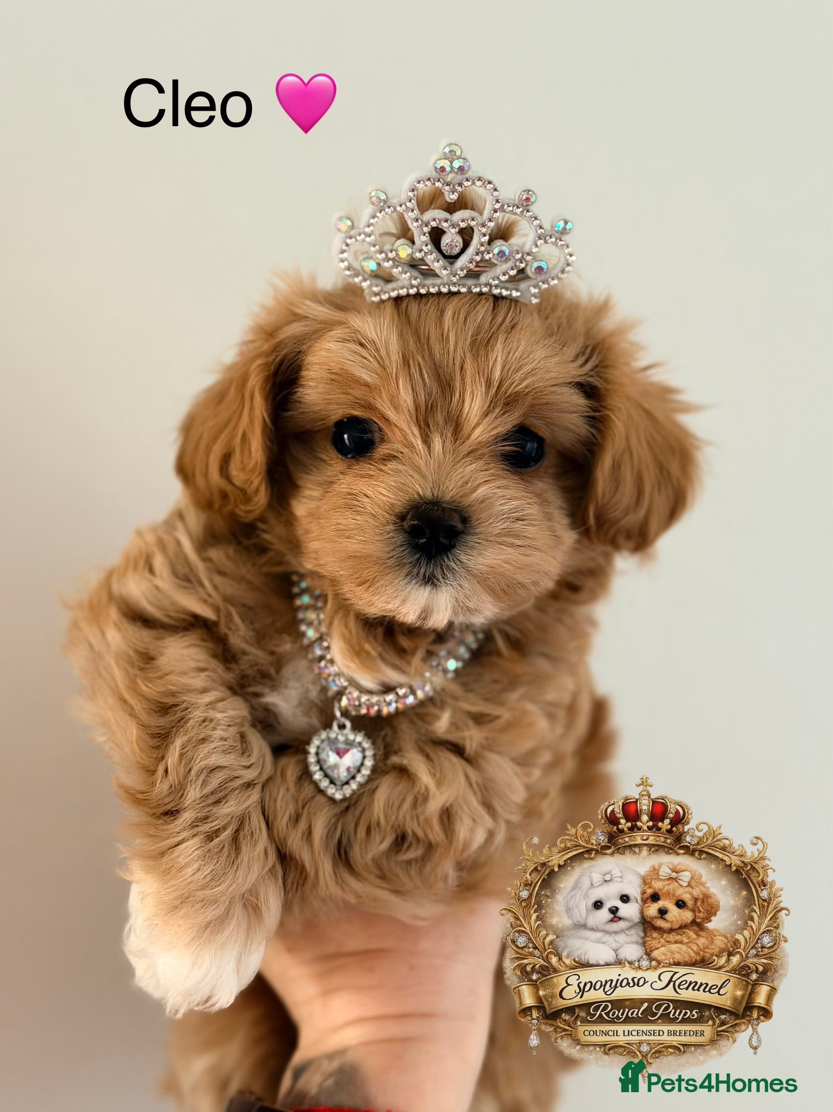 Maltipoo dogs 👑 One in a Million Rare F1 Tiny Asian Maltipoo 👑 - Advert 5