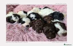 Cockapoo dogs for sale: F1b Toy Cockapoos.Roan & Chocolate.Health Tested. - Image 14
