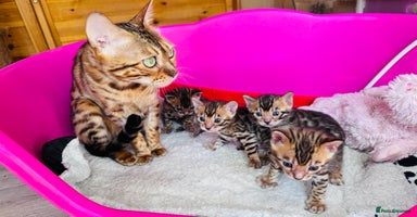Bengal cats - Advert 2