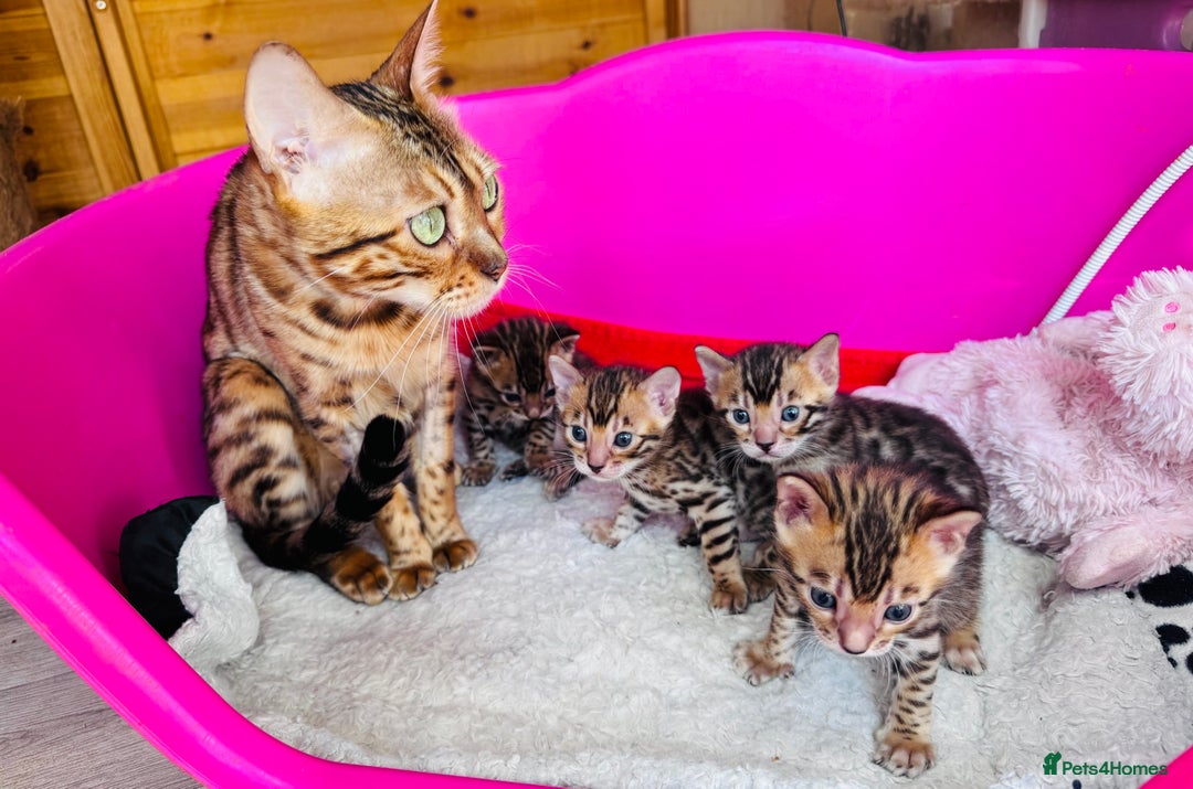 Bengal cats for sale: TICA Reg Bengal Kittens - Browns, Lynx & Mink - Image 5