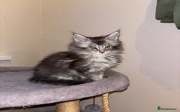 Maine Coon cats for sale: Beautiful Maine coon kittens TICA registered  - Image 2