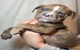 Olde English Bulldogge dogs for sale: 8 week old Olde English Bulldogges  - Advert 13