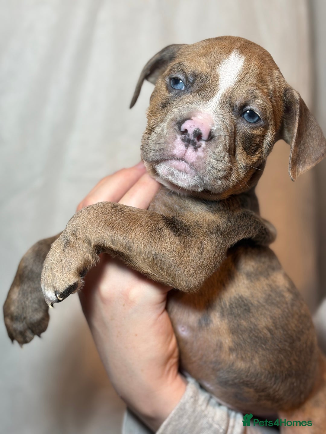 Olde English Bulldogge dogs for sale: 8 week old Olde English Bulldogges  - Advert 13