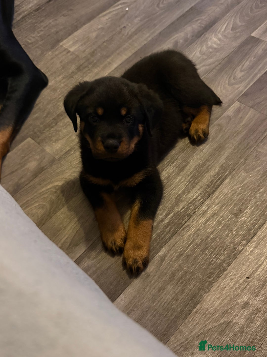 Rottweiler dogs for sale: Pick of litter boy  - Advert 3