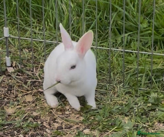 Rex rabbits 1 male 2 female mini Rex💙💖💖 - Advert 9