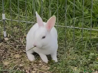 Rex rabbits 1 male 2 female mini Rex💙💖💖 - Advert 9