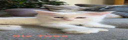 Maine Coon cats for sale: Beautiful White ***polydactyl*** Maine Coon girl. - Advert 12