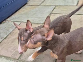 Miniature Bull terrier dogs REDUCED Exclusive Miniature Bull Terrier Pups - Advert 3