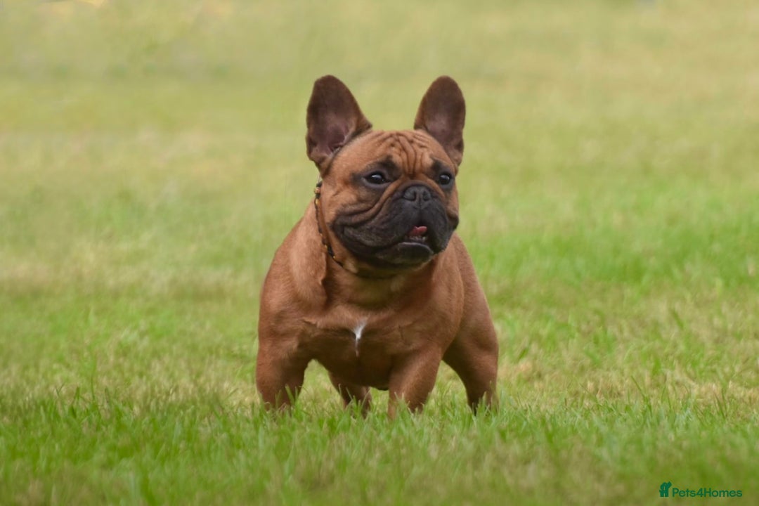 French Bulldog dogs for stud: 💥3x Ch Rocky of Empire OB UK💥FBCE Silver Tested in Doncaster - Image 2