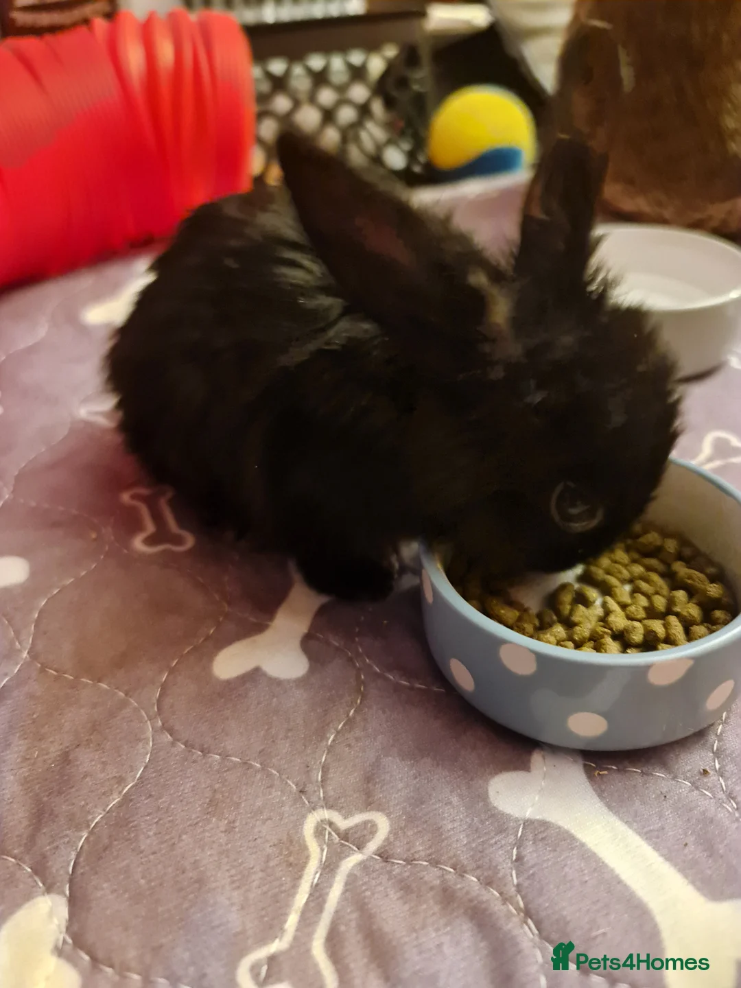 Mixed Breed rabbits for sale: 1 Male Rabbit Kit For Sale - Advert 3