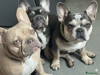 French Bulldog dogs 7 months old female frenchie - Advert 2