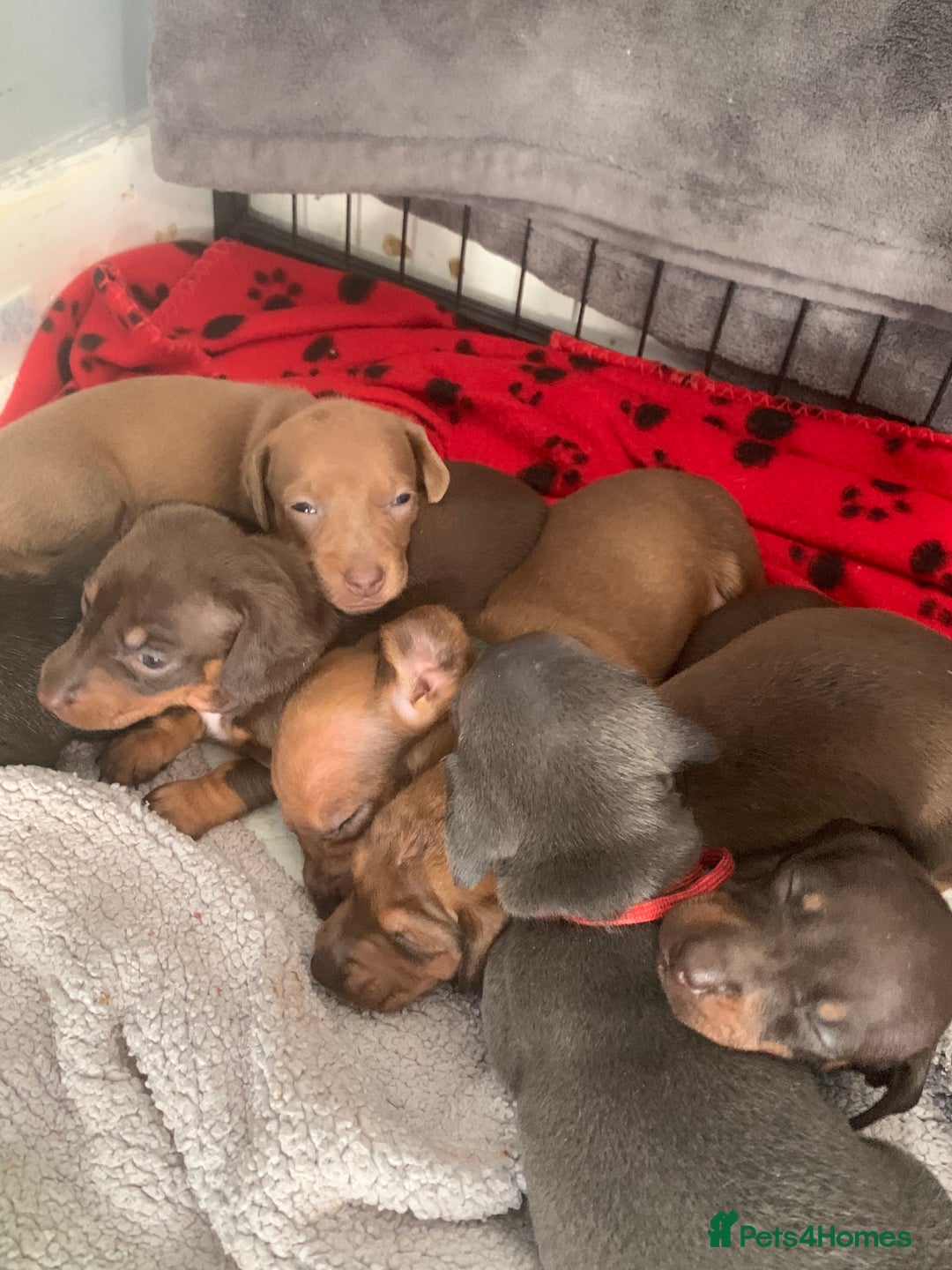 Miniature Dachshund dogs for sale: Miniature dachshunds  - Image 15