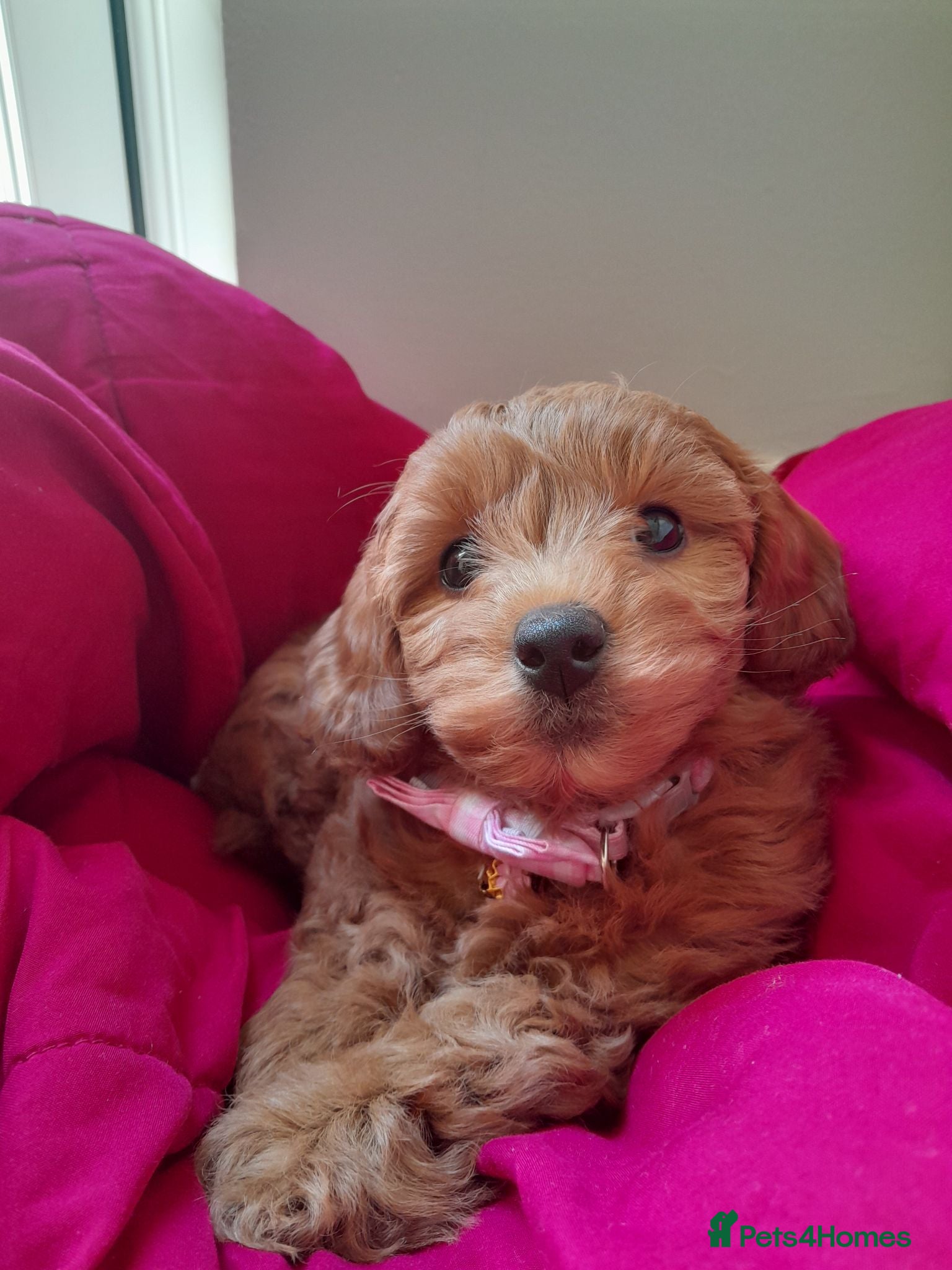 Cavapoo dogs Gorgeous F1 cavapoo girl 9 week's old - Advert 10