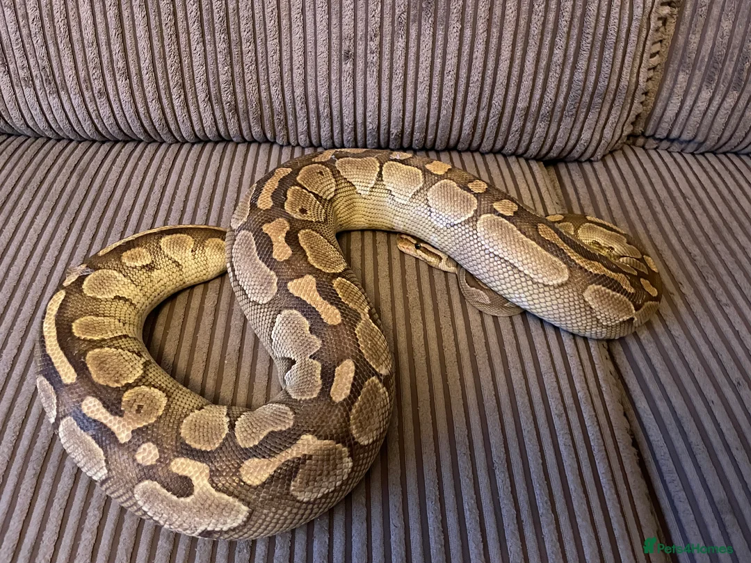 Python Snake reptiles for sale: Royal Python Collection Designer Morphs Females - Advert 10