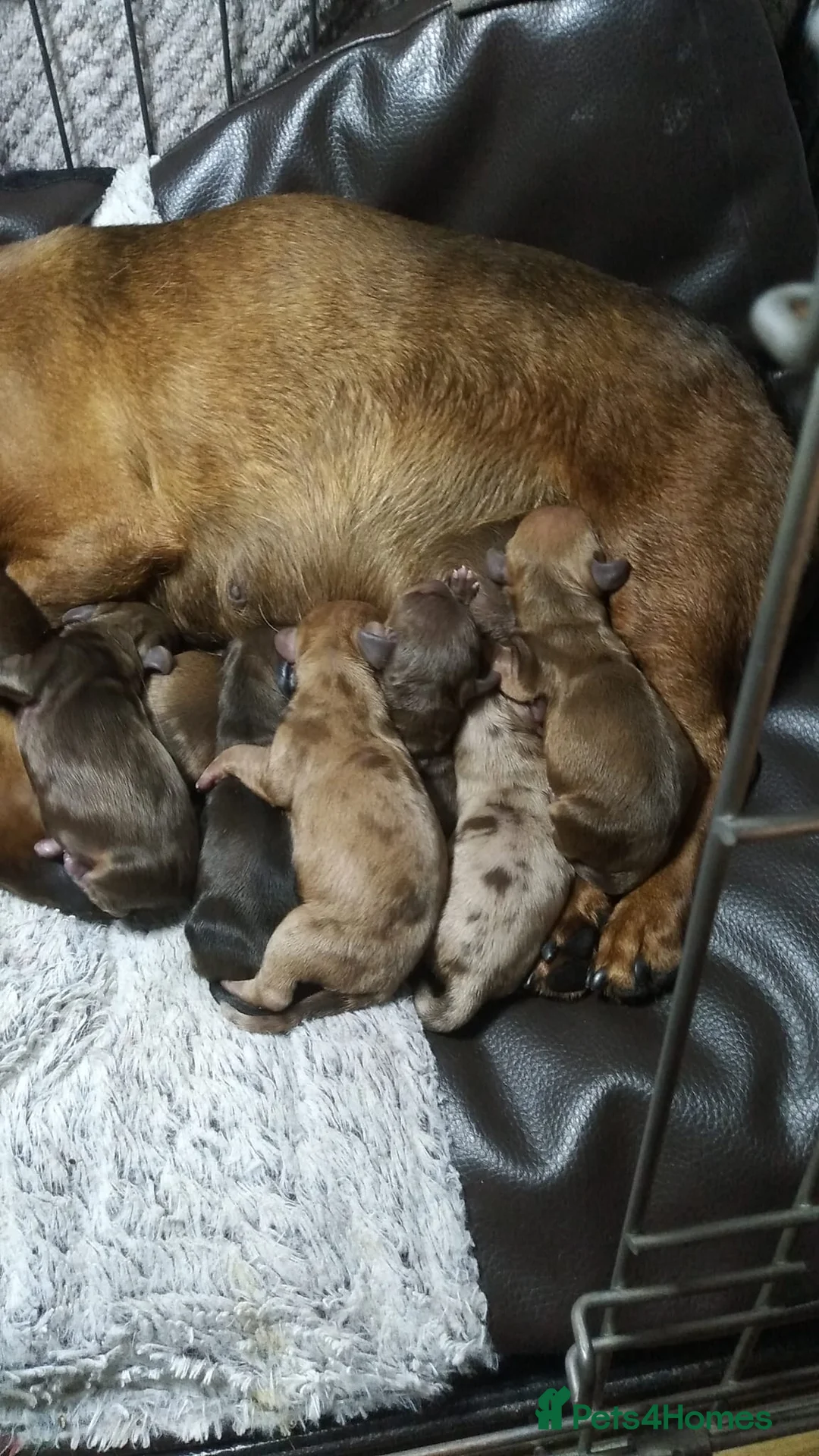 Dachshund dogs for stud: Dachshund (Miniature) Stud in Basildon - Advert 7