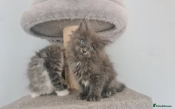 Mixed Breed cats for sale: Ragcoon kittens  - Image 5