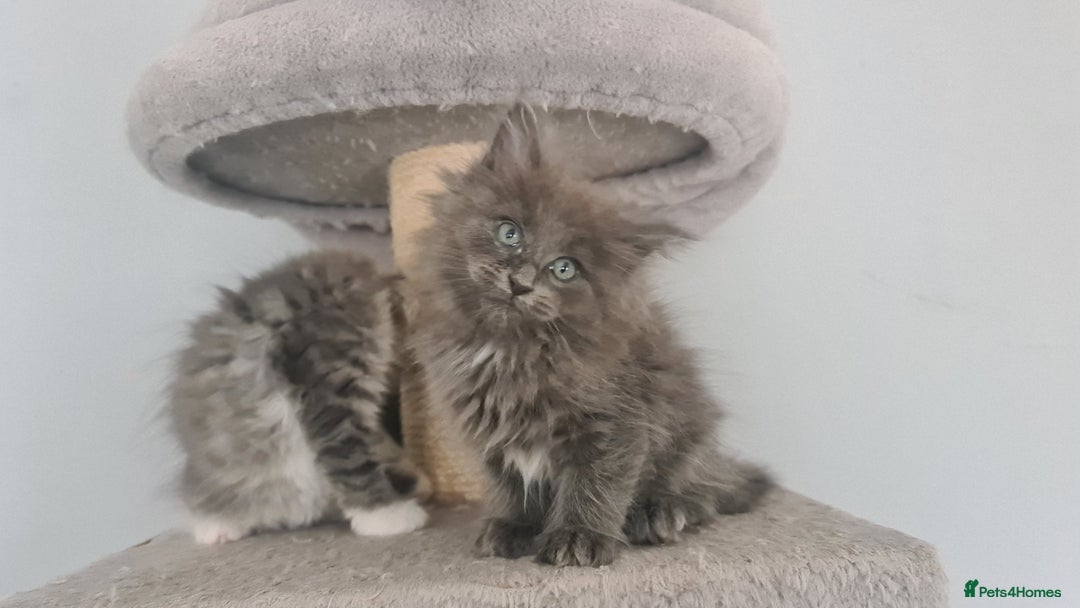 Mixed Breed cats for sale: Ragcoon kittens  - Image 5