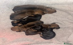 Miniature Dachshund dogs for sale: Miniture dashhounds  - Image 5