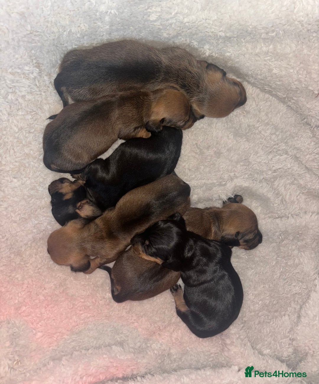 Miniature Dachshund dogs for sale: Miniture dashhounds  - Image 5