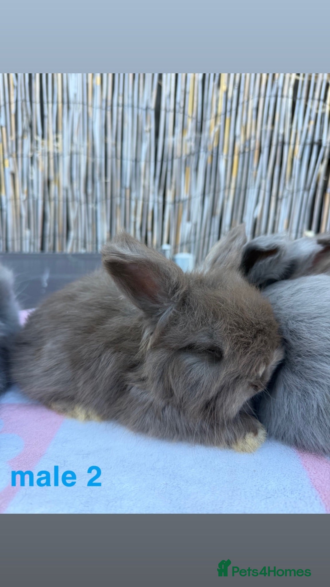 Angora rabbits pedigree english angora rabbits  - Advert 2