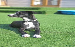 Mixed Breed dogs for adoption: Delightful Dolly - Image 20