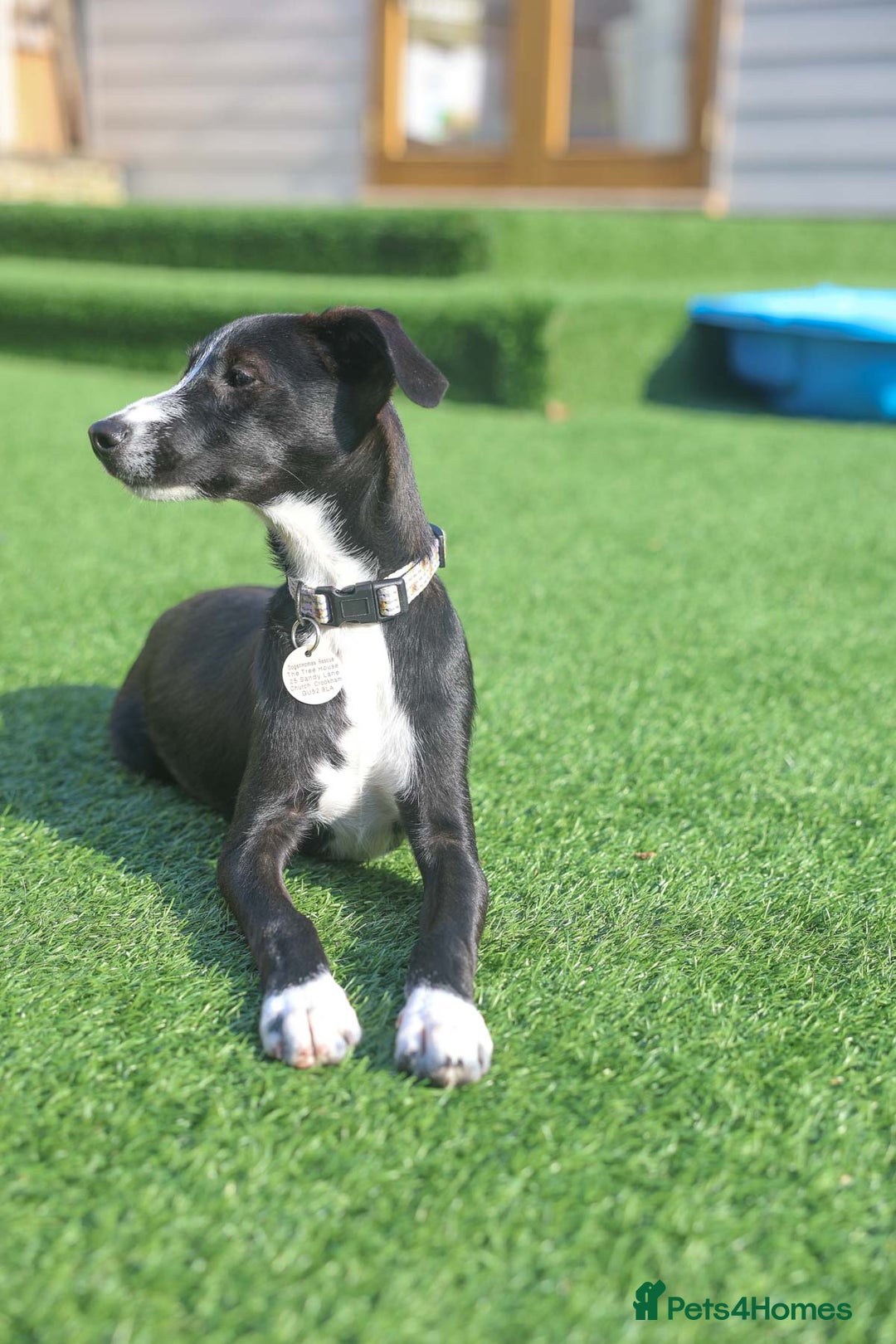 Mixed Breed dogs for adoption: Delightful Dolly - Image 20