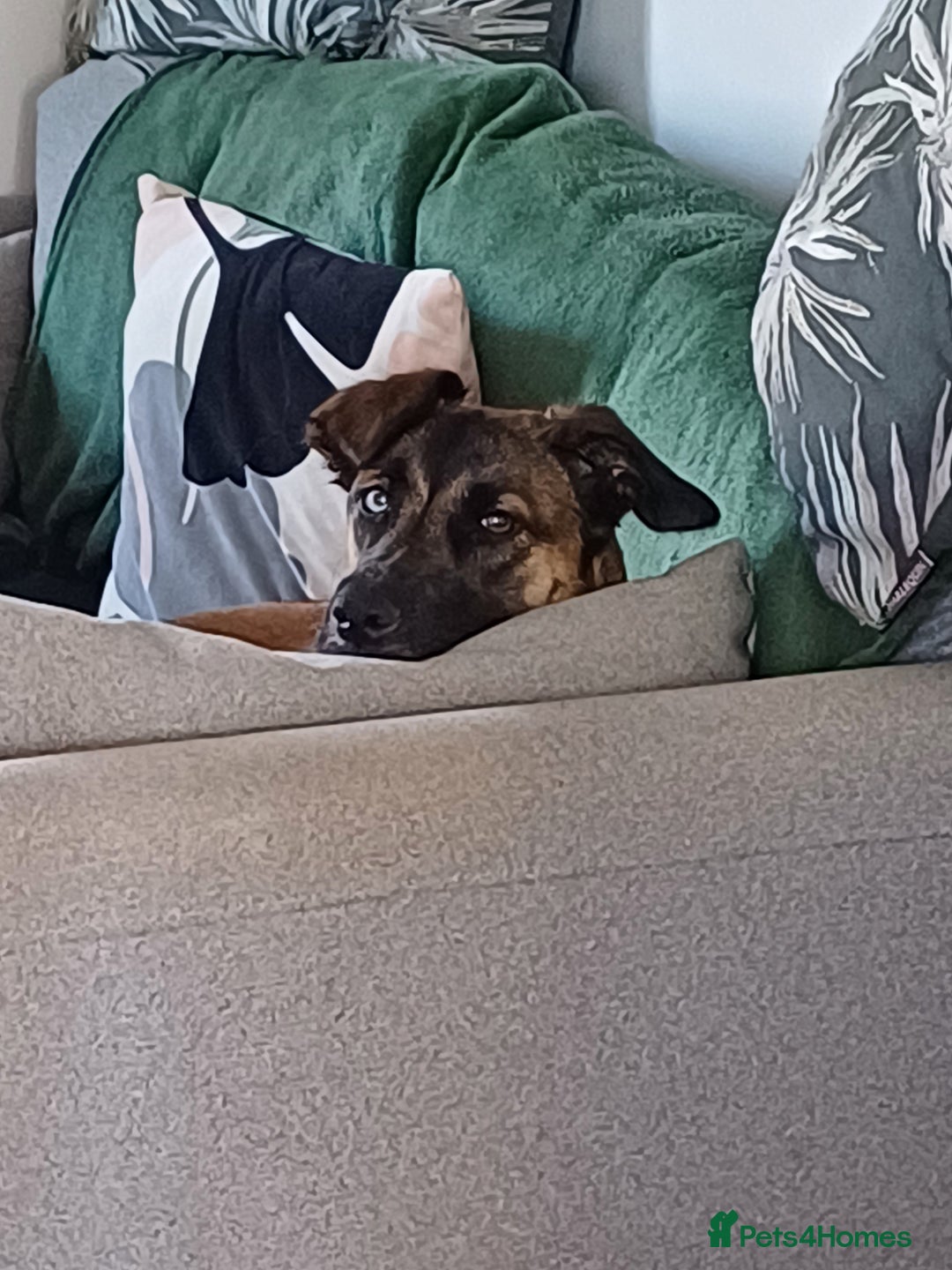 Mixed Breed dogs for sale: Reggie - Advert 4